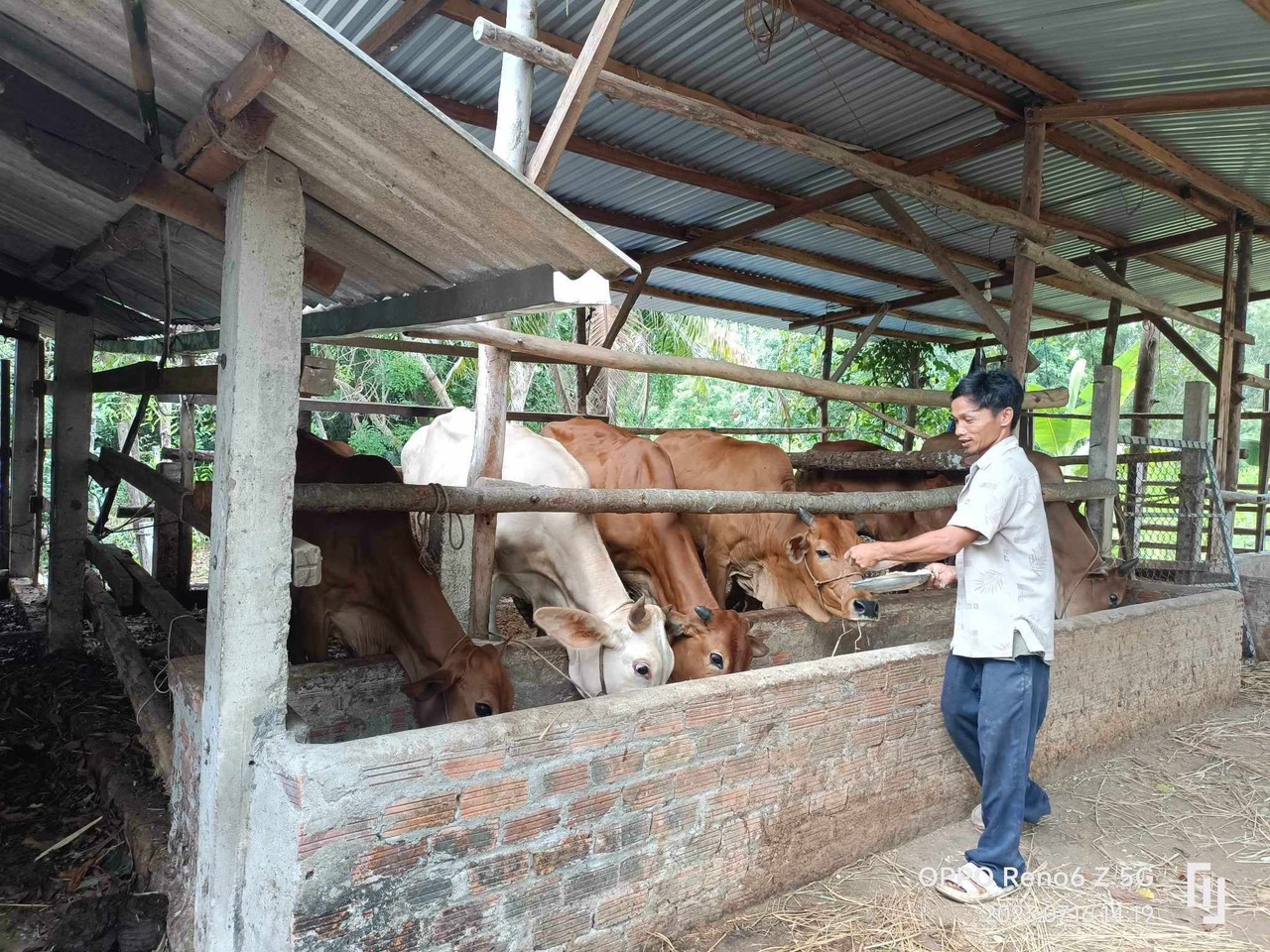 Anh Châu Bộn, thôn An Thạch đầu tư nuôi bò từ nguồn vốn vay Ngân hàng Chính sách Xã hội